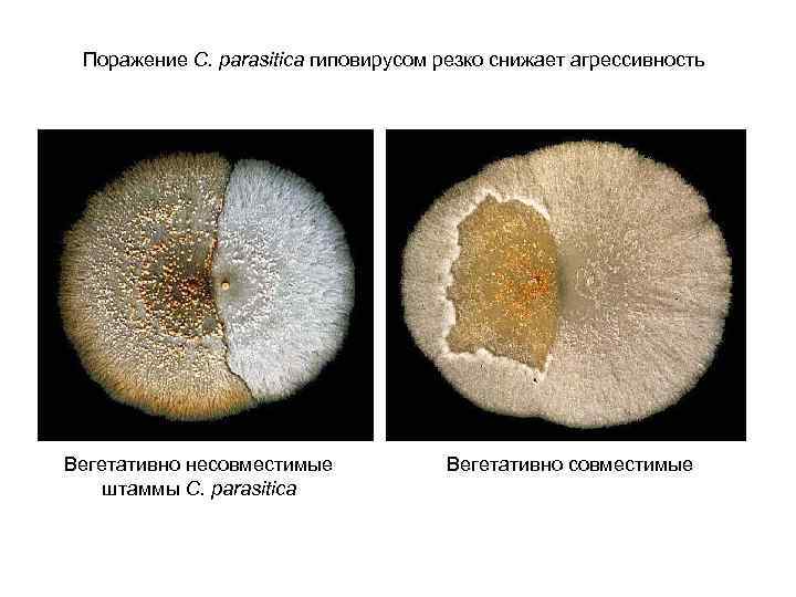 Поражение C. parasitica гиповирусом резко снижает агрессивность Вегетативно несовместимые штаммы С. parasitica Вегетативно совместимые
