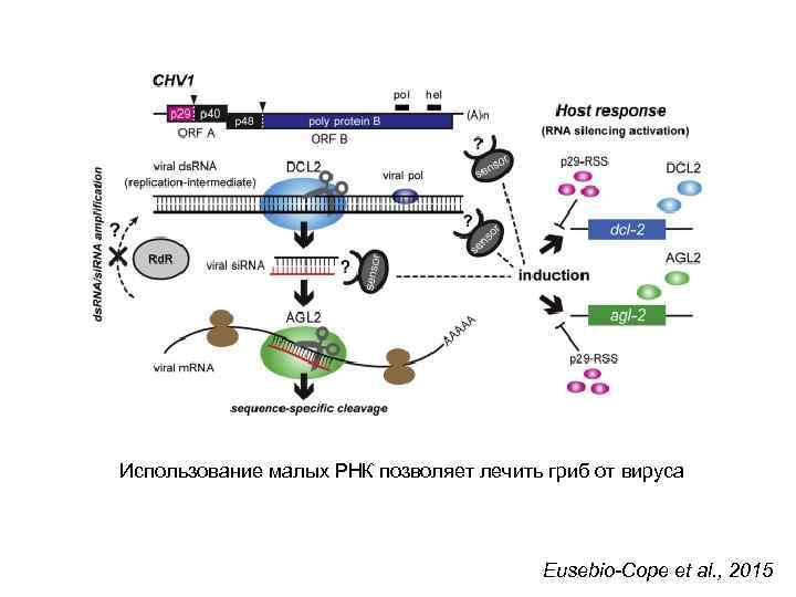 Использование малых РНК позволяет лечить гриб от вируса Eusebio-Cope et al. , 2015 