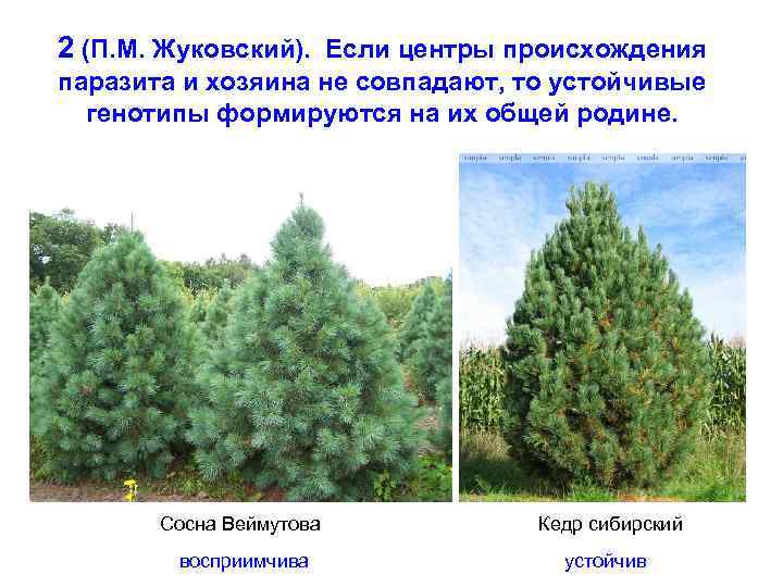 2 (П. М. Жуковский). Если центры происхождения паразита и хозяина не совпадают, то устойчивые