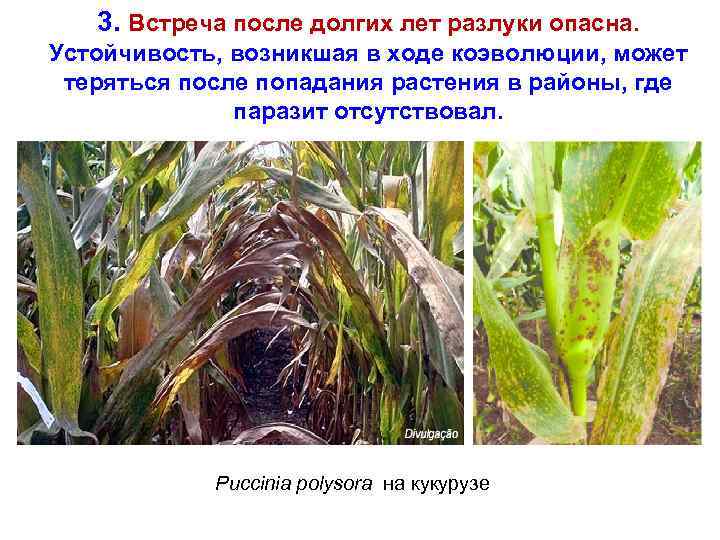 3. Встреча после долгих лет разлуки опасна. Устойчивость, возникшая в ходе коэволюции, может теряться