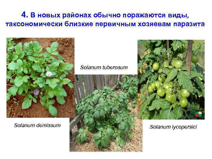 4. В новых районах обычно поражаются виды, таксономически близкие первичным хозяевам паразита Solanum tuberosum
