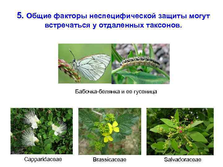 5. Общие факторы неспецифической защиты могут встречаться у отдаленных таксонов. Бабочка-белянка и ее гусеница