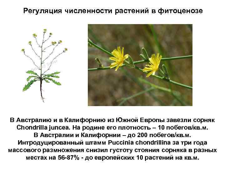 Регуляция численности растений в фитоценозе В Австралию и в Калифорнию из Южной Европы завезли