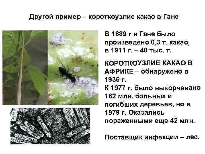 Другой пример – короткоузлие какао в Гане В 1889 г в Гане было произведено