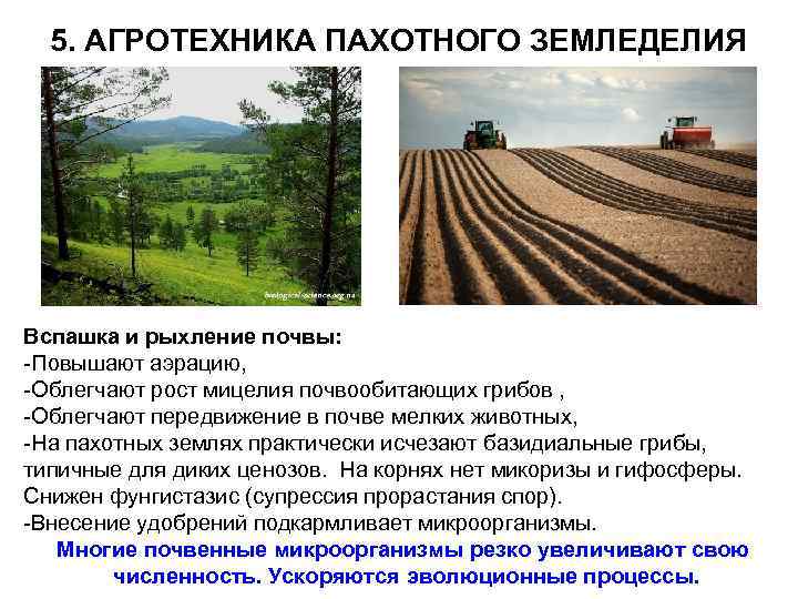 5. АГРОТЕХНИКА ПАХОТНОГО ЗЕМЛЕДЕЛИЯ Вспашка и рыхление почвы: -Повышают аэрацию, -Облегчают рост мицелия почвообитающих