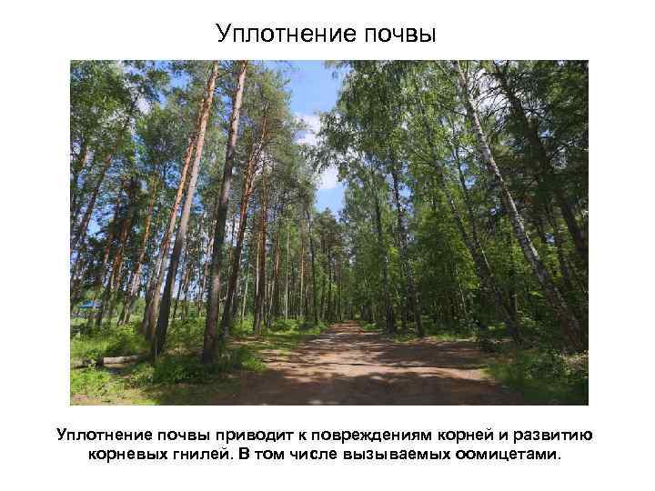 Уплотнение почвы приводит к повреждениям корней и развитию корневых гнилей. В том числе вызываемых