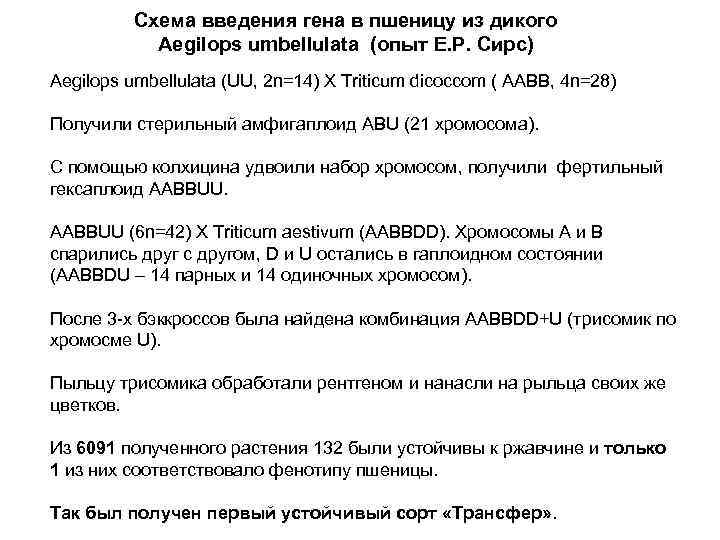 Схема введения гена в пшеницу из дикого Aegilops umbellulata (опыт Е. Р. Сирс) Aegilops