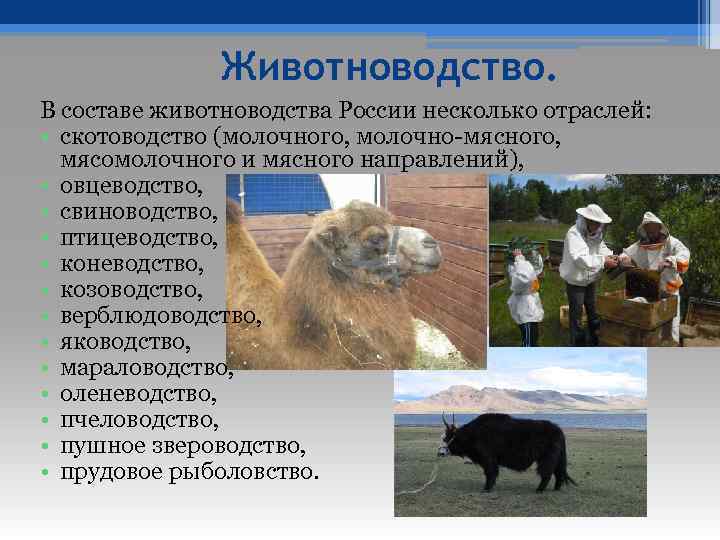 Животноводство России Динамика производства мяса Животноводство