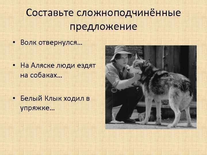 Составьте сложноподчинённые предложение • Волк отвернулся… • На Аляске люди ездят на собаках… •