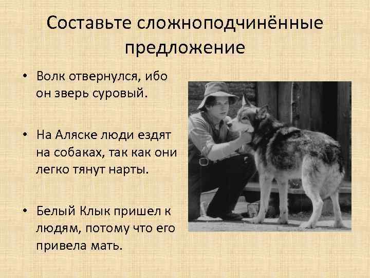 Составьте сложноподчинённые предложение • Волк отвернулся, ибо он зверь суровый. • На Аляске люди