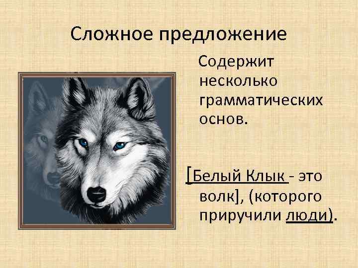 Сложное предложение Содержит несколько грамматических основ. [Белый Клык - это волк], (которого приручили люди).