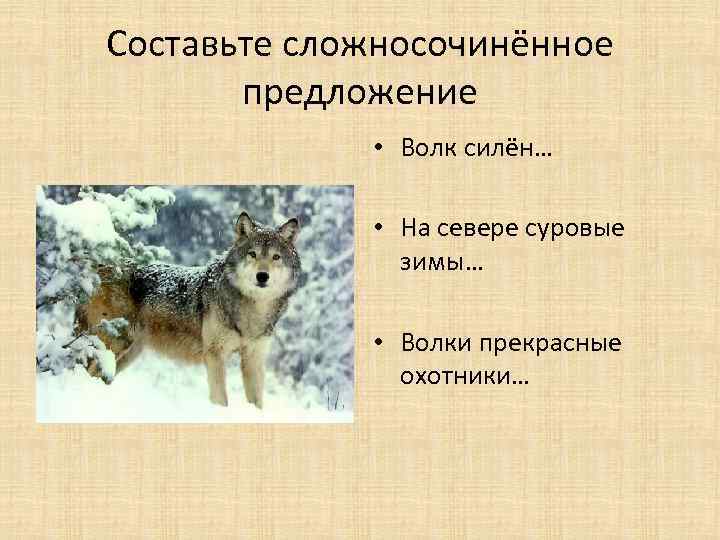 Составьте сложносочинённое предложение • Волк силён… • На севере суровые зимы… • Волки прекрасные