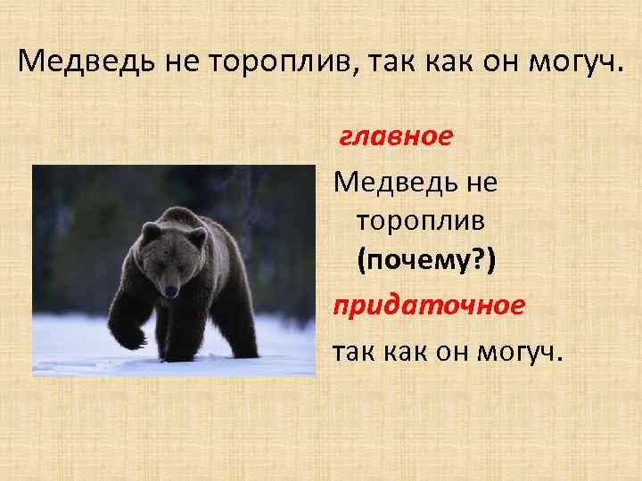 Медведь не тороплив, так как он могуч. главное Медведь не тороплив (почему? ) придаточное