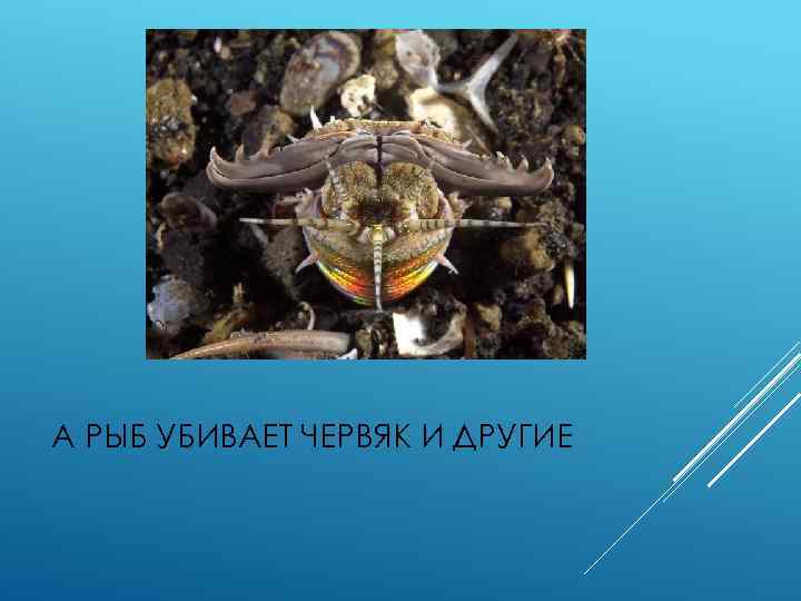 А РЫБ УБИВАЕТ ЧЕРВЯК И ДРУГИЕ 