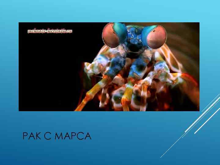 РАК С МАРСА 