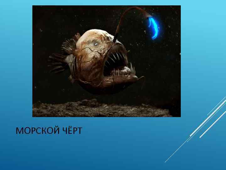 МОРСКОЙ ЧЁРТ 