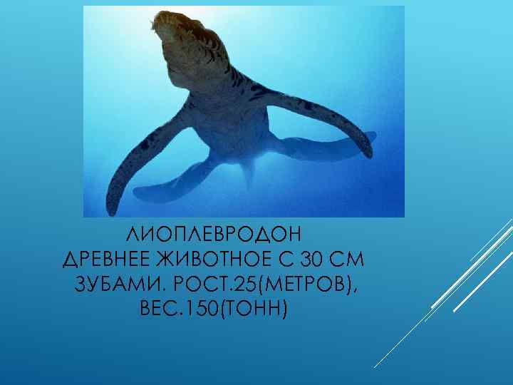 ЛИОПЛЕВРОДОН ДРЕВНЕЕ ЖИВОТНОЕ С 30 СМ ЗУБАМИ. РОСТ. 25(МЕТРОВ), ВЕС. 150(ТОНН) 