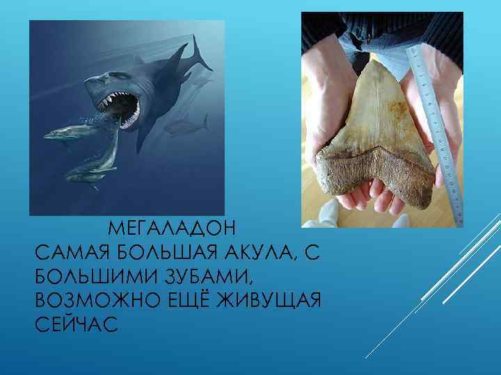  МЕГАЛАДОН САМАЯ БОЛЬШАЯ АКУЛА, С БОЛЬШИМИ ЗУБАМИ, ВОЗМОЖНО ЕЩЁ ЖИВУЩАЯ СЕЙЧАС 