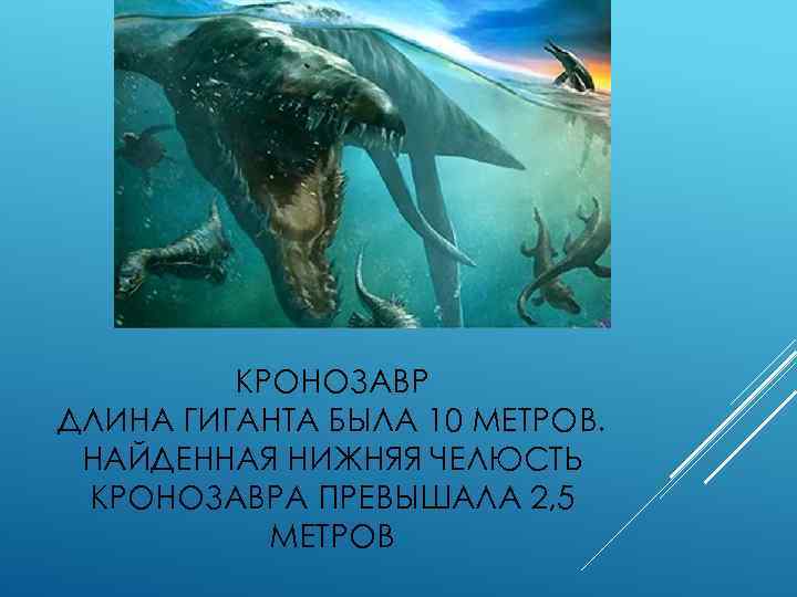 КРОНОЗАВР ДЛИНА ГИГАНТА БЫЛА 10 МЕТРОВ. НАЙДЕННАЯ НИЖНЯЯ ЧЕЛЮСТЬ КРОНОЗАВРА ПРЕВЫШАЛА 2, 5 МЕТРОВ