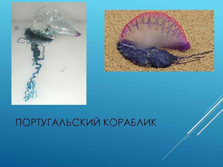 ПОРТУГАЛЬСКИЙ КОРАБЛИК 