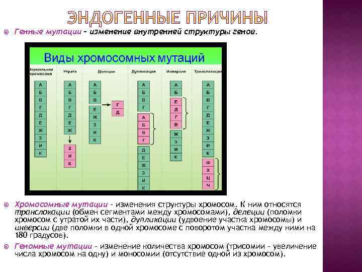  Генные мутации – изменение внутренней структуры генов. Хромосомные мутации – изменения структуры хромосом.