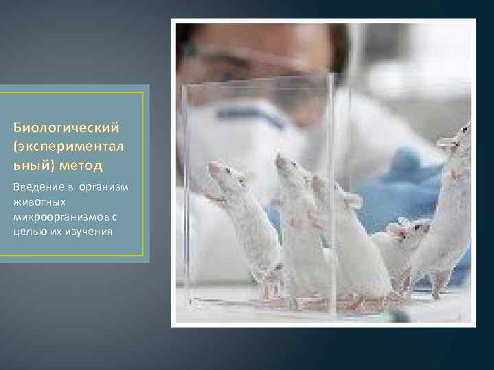 Биологический (экспериментал ьный) метод Введение в организм животных микроорганизмов с целью их изучения 