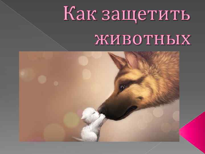 Как защетить животных 