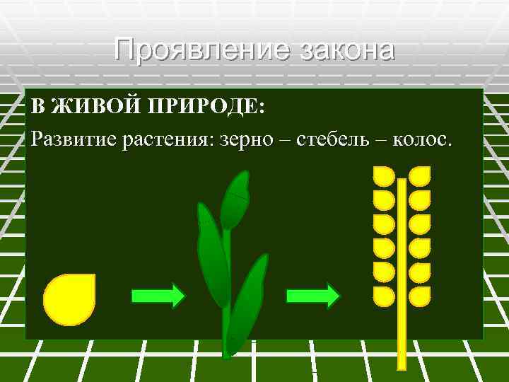 Проявление закона В ЖИВОЙ ПРИРОДЕ: Развитие растения: зерно – стебель – колос. 
