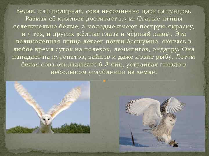 Белая, или полярная, сова несомненно царица тундры. Размах её крыльев достигает 1, 5 м.