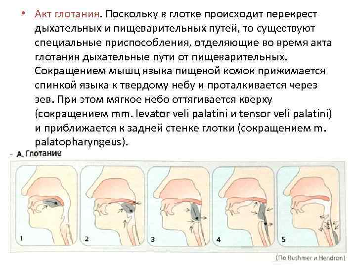  • Акт глотания. Поскольку в глотке происходит перекрест дыхательных и пищеварительных путей, то