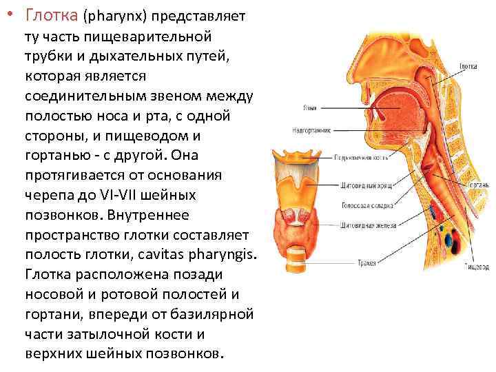 Структура горла человека фото с описанием