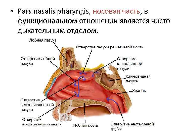  • Pars nasalis pharyngis, носовая часть, в функциональном отношении является чисто дыхательным отделом.