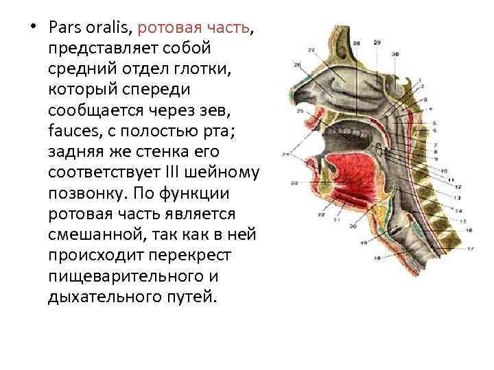  • Pars oralis, ротовая часть, представляет собой средний отдел глотки, который спереди сообщается