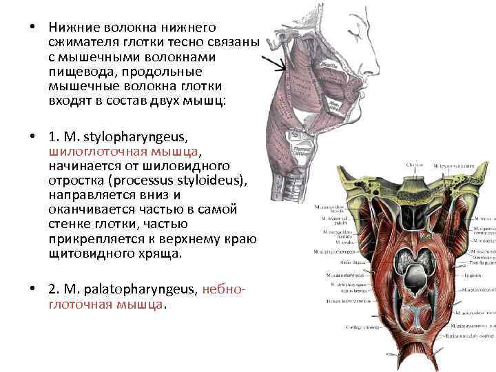  • Нижние волокна нижнего сжимателя глотки тесно связаны с мышечными волокнами пищевода, продольные