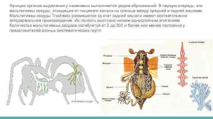 Функции органов выделения у насекомых выполняются рядом образований. В первую очередь, это мальпигиевы сосуды,