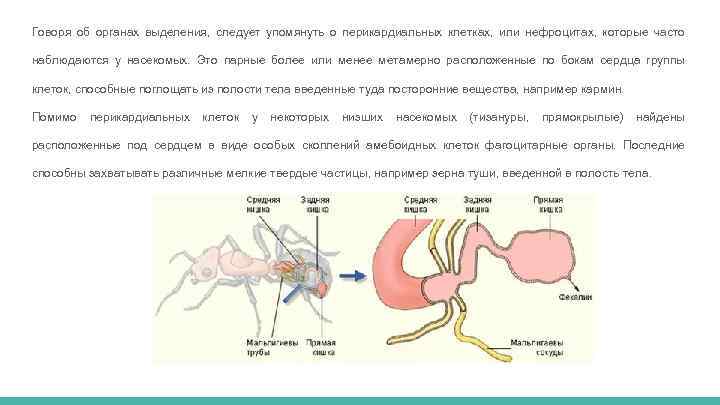 Говоря об органах выделения, следует упомянуть о перикардиальных клетках, или нефроцитах, которые часто наблюдаются