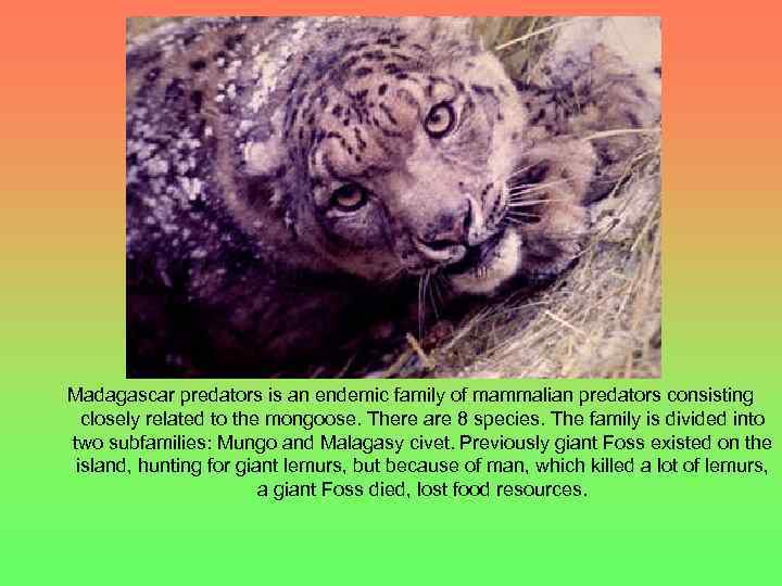 Madagascar predators is an endemic family of mammalian predators consisting closely related to the