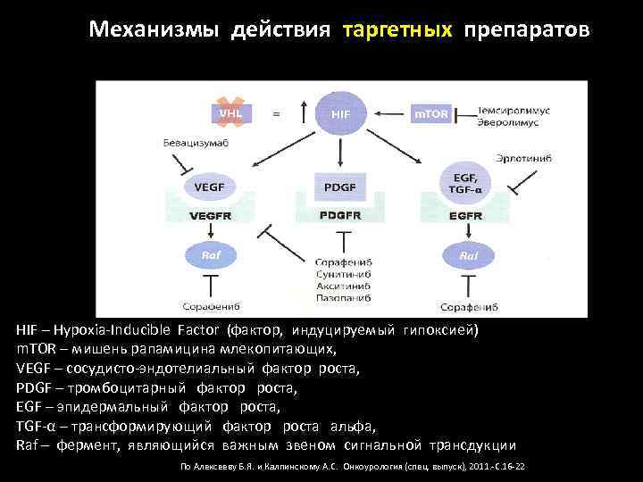 Механизмы действия таргетных препаратов HIF – Hypoxia-Inducible Factor (фактор, индуцируемый гипоксией) m. TOR –