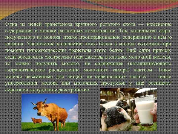 Одна из целей трансгеноза крупного рогатого скота — изменение содержания в молоке различных компонентов.