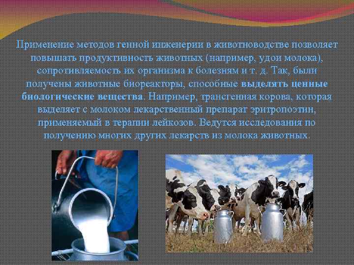 Применение методов генной инженерии в животноводстве позволяет повышать продуктивность животных (например, удои молока), сопротивляемость