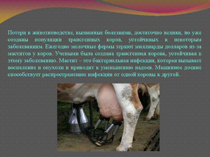 Потери в животноводстве, вызванные болезнями, достаточно велики, но уже созданы популяции трансгенных коров, устойчивых