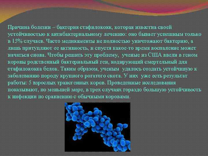 Причина болезни – бактерия стафилококк, которая известна своей устойчивостью к антибактериальному лечению: оно бывает