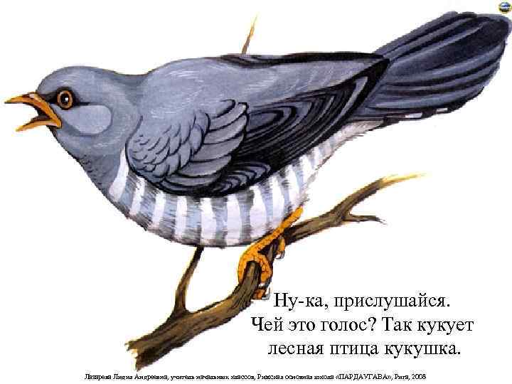 Ну-ка, прислушайся. Чей это голос? Так кукует лесная птица кукушка. Лазарева Лидия Андреевна, учитель