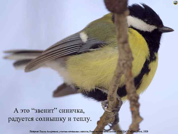 А это “звенит” синичка, радуется солнышку и теплу. Лазарева Лидия Андреевна, учитель начальных классов,