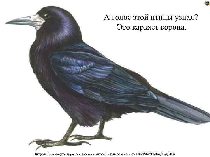 А голос этой птицы узнал? Это каркает ворона. Лазарева Лидия Андреевна, учитель начальных классов,