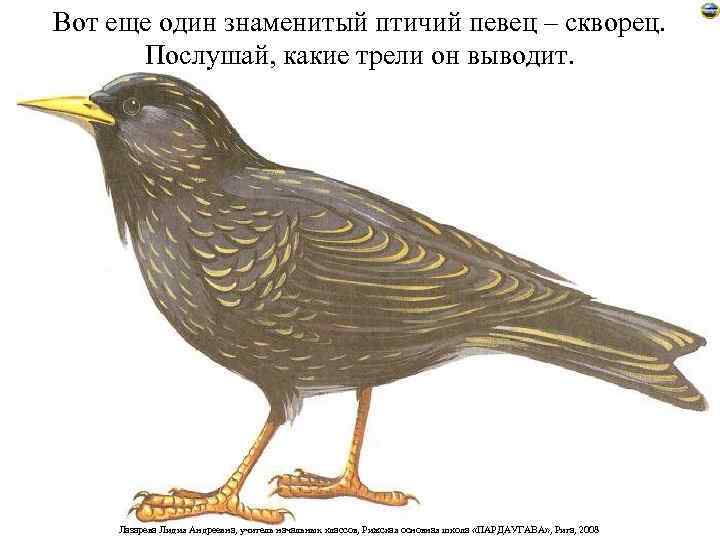 Вот еще один знаменитый птичий певец – скворец. Послушай, какие трели он выводит. Лазарева