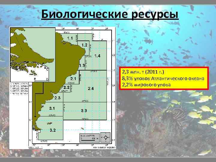 Биологические ресурсы 2, 3 млн. т (2011 г. ) 8, 3% уловов Атлантического океана