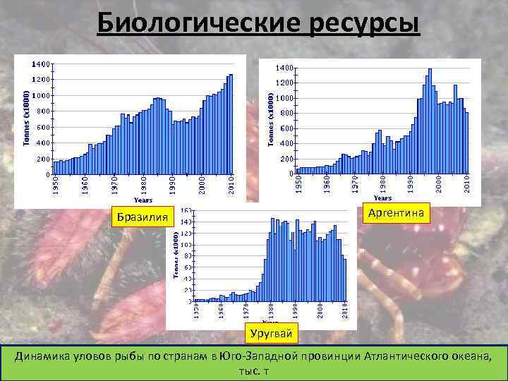 Биологические ресурсы Аргентина Бразилия Уругвай Динамика уловов рыбы по странам в Юго-Западной провинции Атлантического
