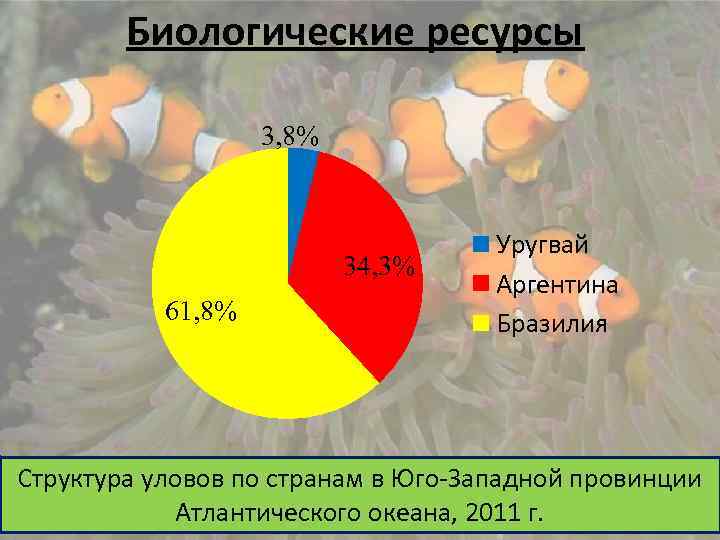 Биологические ресурсы 3, 8% 34, 3% 61, 8% Уругвай Аргентина Бразилия Структура уловов по