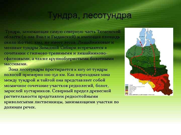 Тундра, лесотундра Тундра, занимающая самую северную часть Тюменской области (п-ова Ямал и Гыданский) и